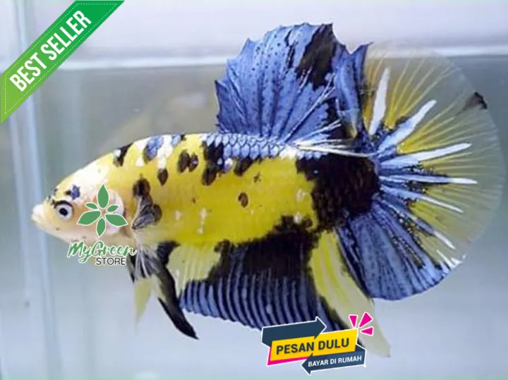 Dekorasi Akuarium Ikan Cupang Hiasan Akuarium Cupang Hias Yellow Koi Jantan Promo Lazada Indonesia