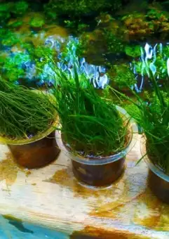 Hair Grass Tanaman Karpet Aquascape Lazada Indonesia