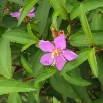 Tanaman Bunga Senggani Import Lazada Indonesia