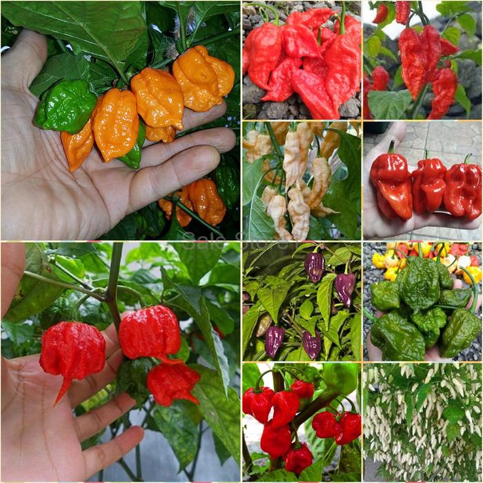 PROMO Paket Benih Bibit Cabe Unik Super Pedas Didunia Cabe Hias TERLA