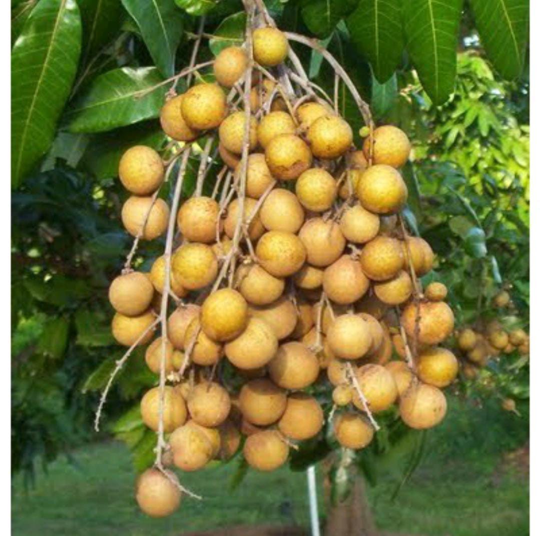 Jinsiy aloqa va squirting bilan kamming bir qiz haqida video Rus pornosini tomosha qiling: Dost dostni yoldan ozdiradi