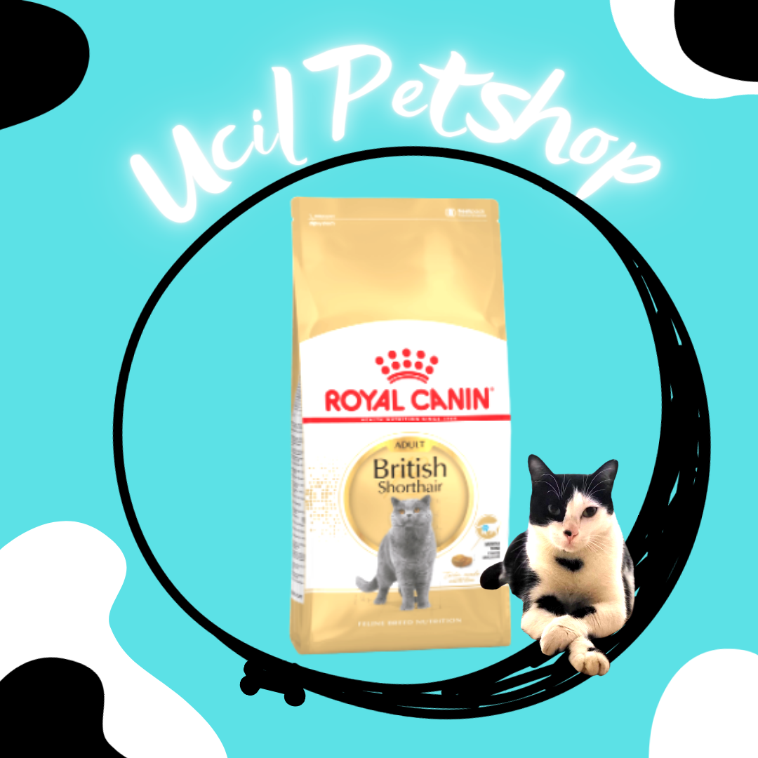 Royal Canin British Short Hair Adult Freshpack 4kg Lazada Indonesia