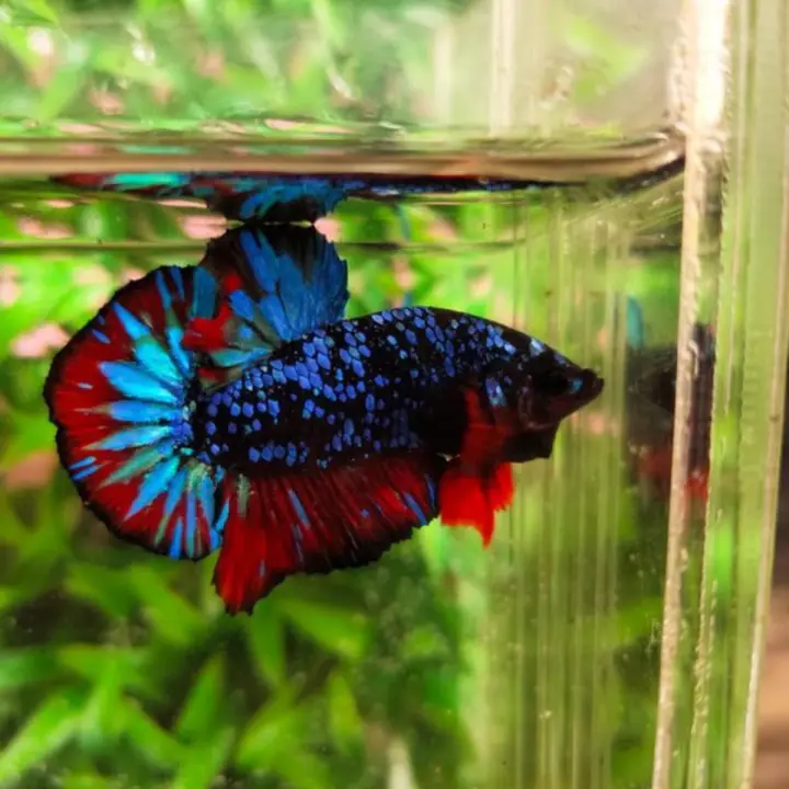 Ikan Cupang Avatar Gordon Bahan Hiasan Akuarium Cod Lazada Indonesia