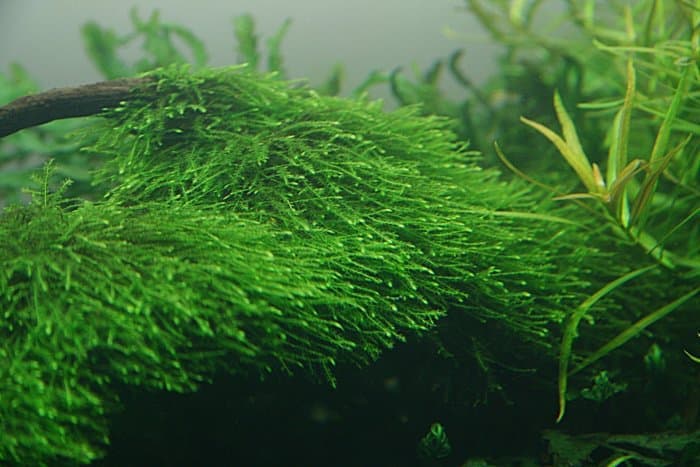 Tanaman Aquascape Java Moss Membeli Jualan Online Tanaman Biji Dan Umbi Dengan Harga Murah Lazada Indonesia