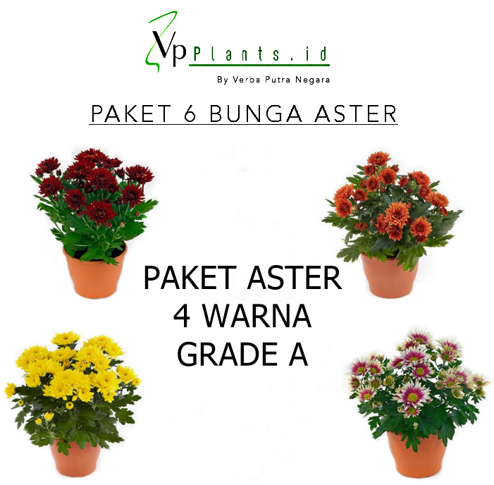 4 Bunga Krisan Kualitas 1 Cod Bunga Aster Cod Tanaman Hias Lazada Indonesia