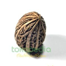 Buah Raja Mandak Herbal Khas Kalimantan / Herbal Borneo / Herbal Kalim