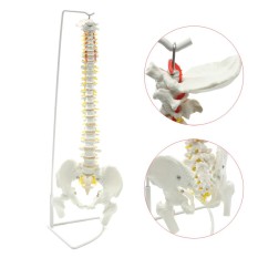 Profesional Contoh Tulang Belakang Manusia Fleksibel Anatomi Medis Chiropractic W/Stand-Intl
