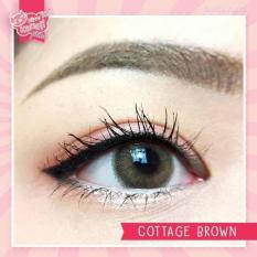 Softlens Kitty Kawaii Cottage - Brown - Gratis Lens Case