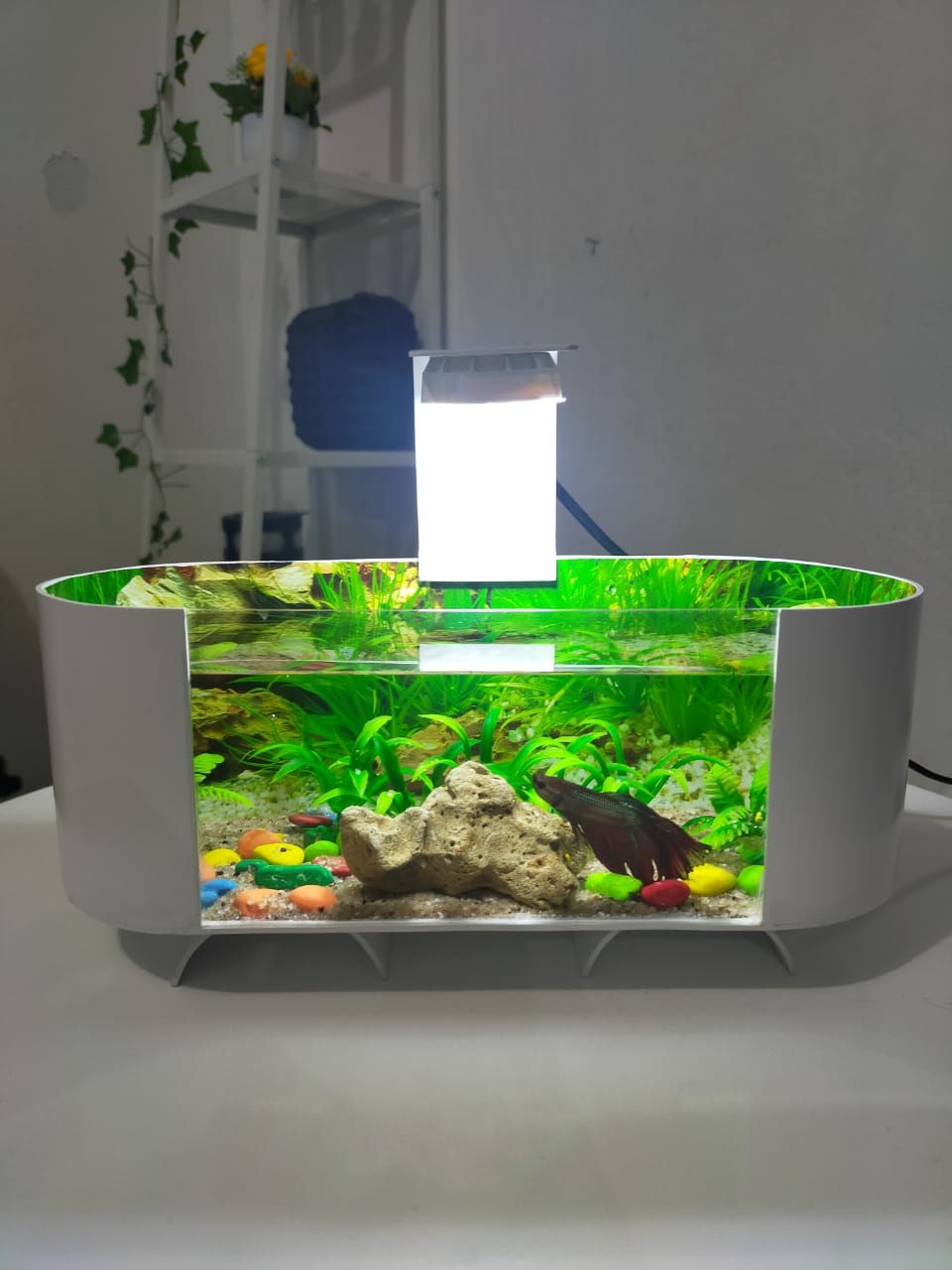 Jual Aquarium Mini Akrilik Pvc Terbaru Lazada Co Id Harga aquarium akrilik paralon Jual Aquarium Mini Akrilik Pvc Terbaru Lazada Co Id Harga aquarium akrilik paralon