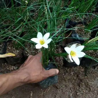 Tanaman Hias Bunga Tulip Putih Bakung Air Mancur Kucay Bunga Putih Lazada Indonesia