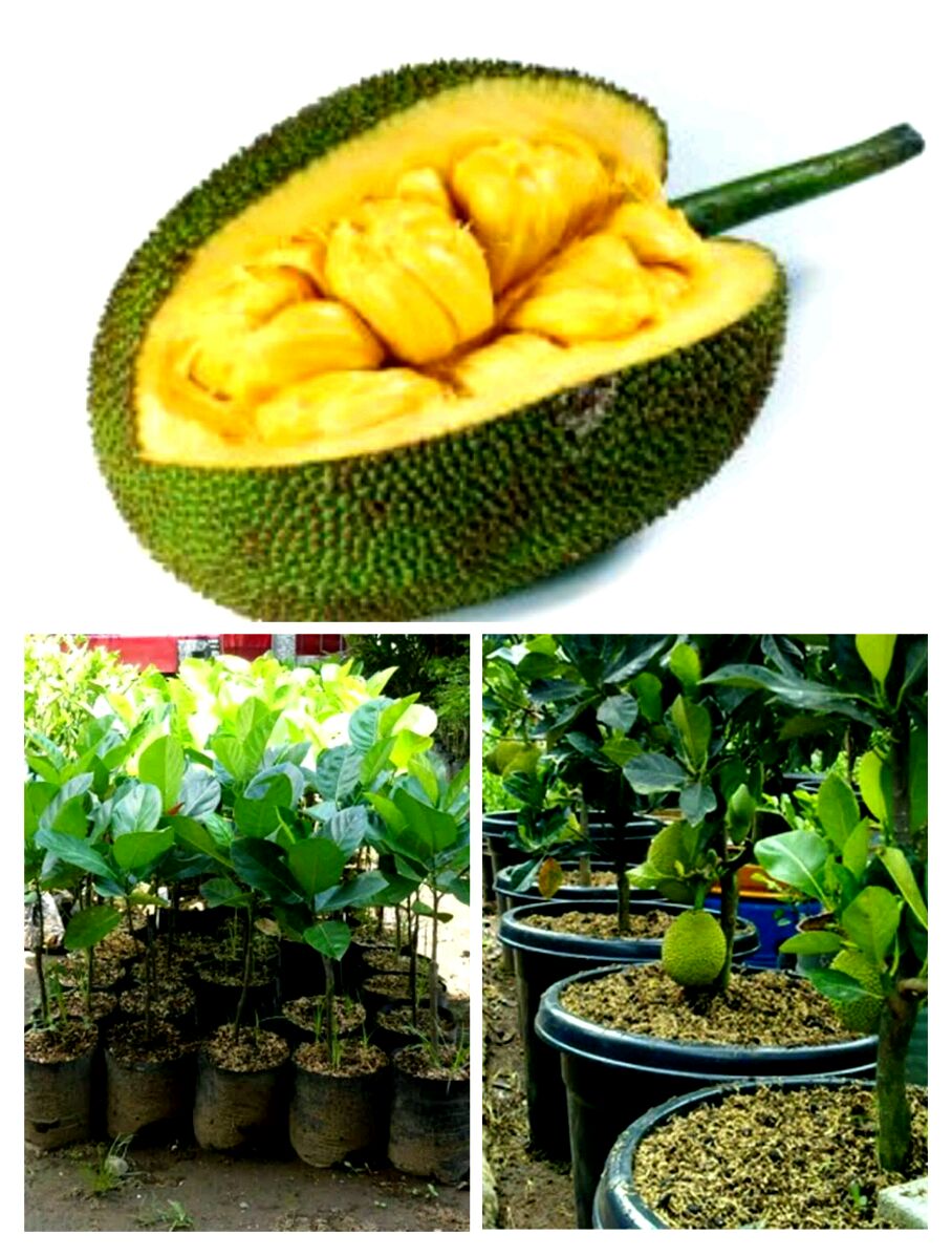 Bibit Unggul Nangka Mini Cepat Berbuah Manis Pembibitan Okulasi Cangkok Terbaik Pohon Buah Lazada Indonesia