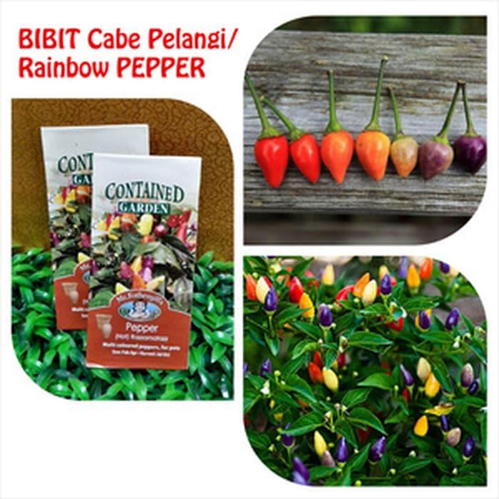 Bibit Cabe Cabai Pelangi