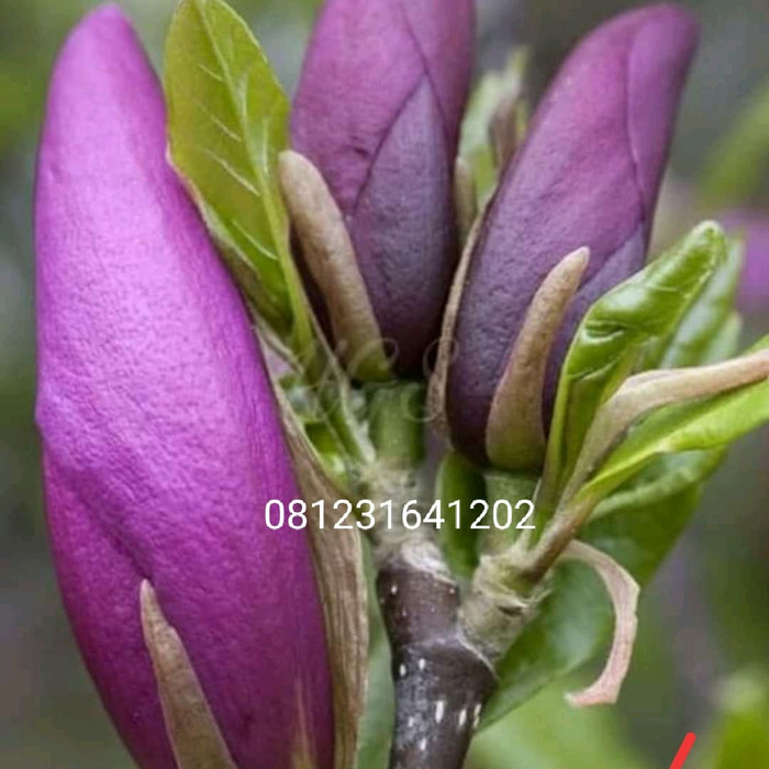 Bibit Kenanga Ungu Lazada Indonesia