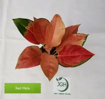 Aglonema Red Mella Membeli Jualan Online Tanaman Biji Dan Umbi Dengan Harga Murah Lazada Indonesia