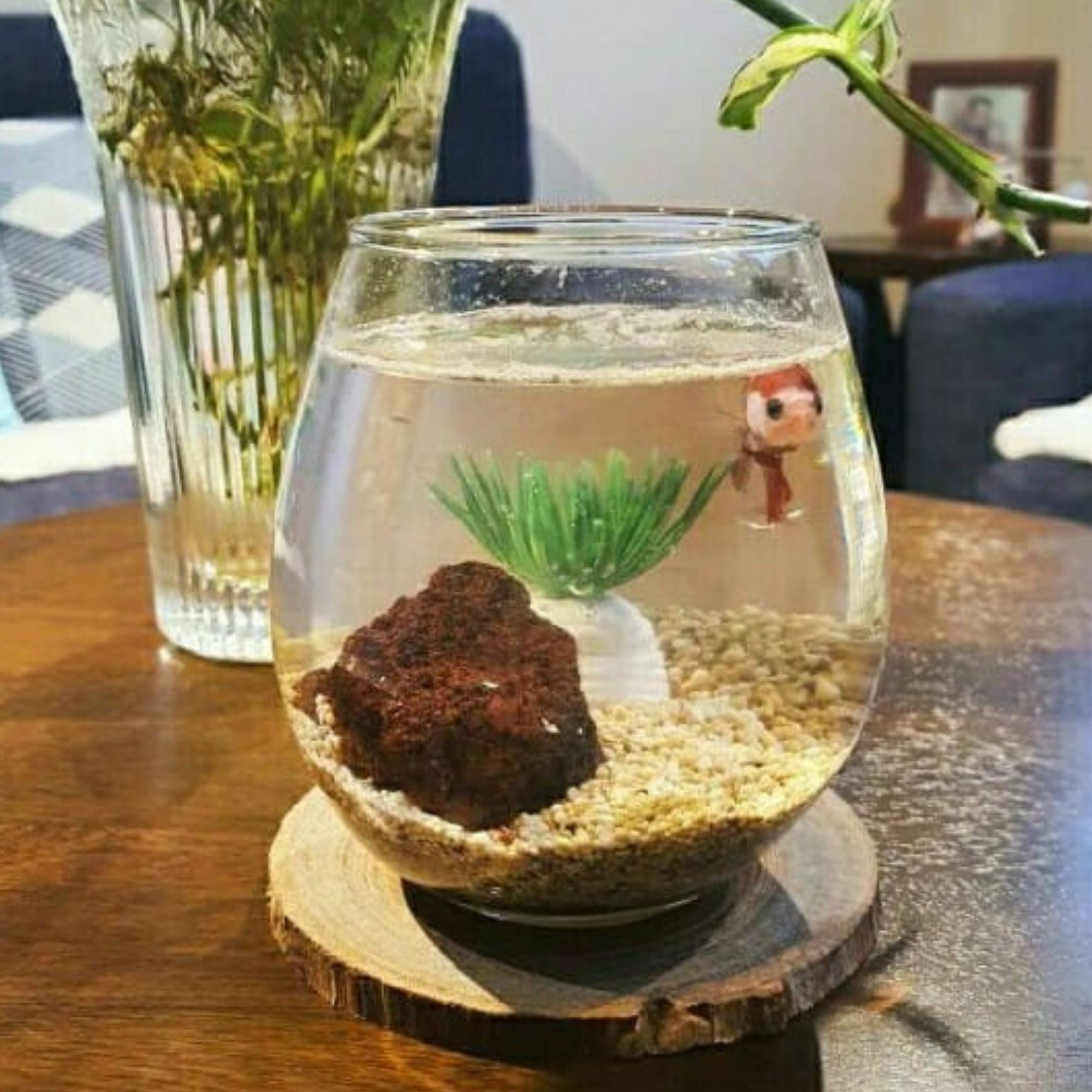 Bisa Cod Aquarium Akuarium Mini Gelas Kaca Dengan Tatakan Kayu Gelas Wine Aquarium Kecil Kaca Ikan Cupang Hias Lazada Indonesia Aquarium gelas kayu Bisa Cod Aquarium Akuarium Mini Gelas Kaca Dengan Tatakan Kayu Gelas Wine Aquarium Kecil Kaca Ikan Cupang Hias Lazada Indonesia Aquarium gelas kayu