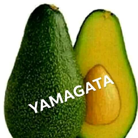 Bibit Alpukat Yamagata u2013 Bibit Tanaman Alpukat Unggul Dari Hawai Dengan Citarasa Super Lezat, Daging Buah Tebal dan Bertekstur Lembut