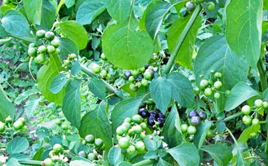 Isi 15 Butir/Biji, Benih Leunca (Ranti) | Lazada Indonesia