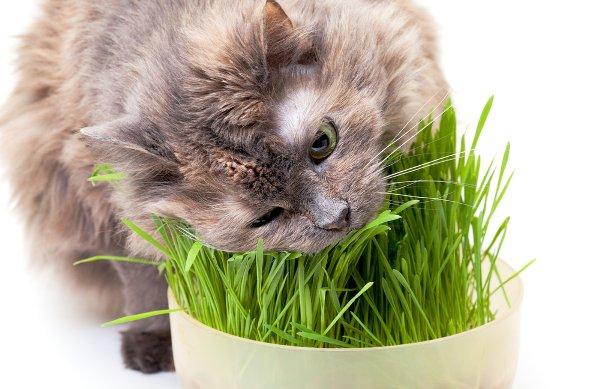 Wheat Grass Rumput Gandum Bibit untuk hewan Anjing Kucing peliharaanmu