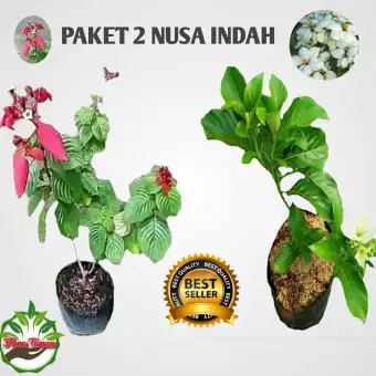 Paket 2 Tanaman Hias Nusa Indah Tanaman Bunga Nusa Indah Lazada Indonesia