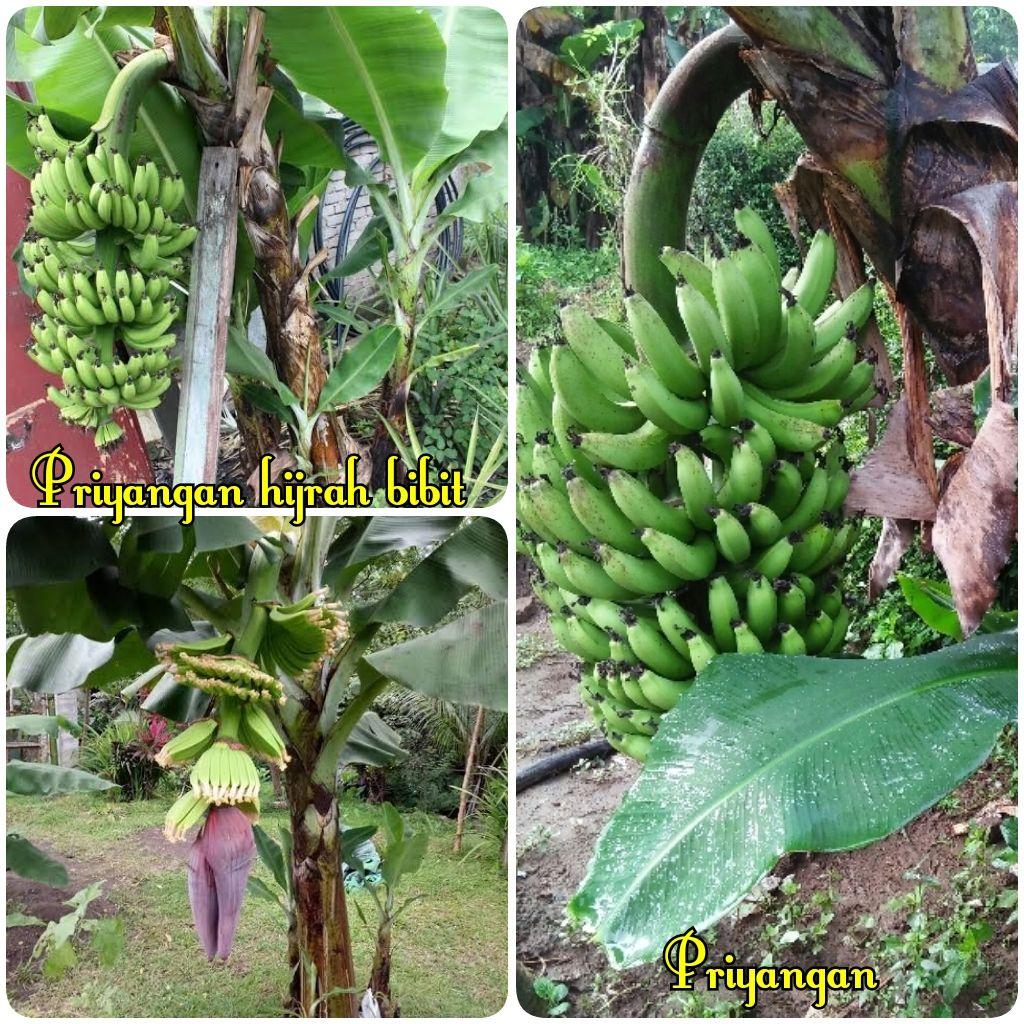 Bibit tanaman buah pisang morosebo Lazada Indonesia