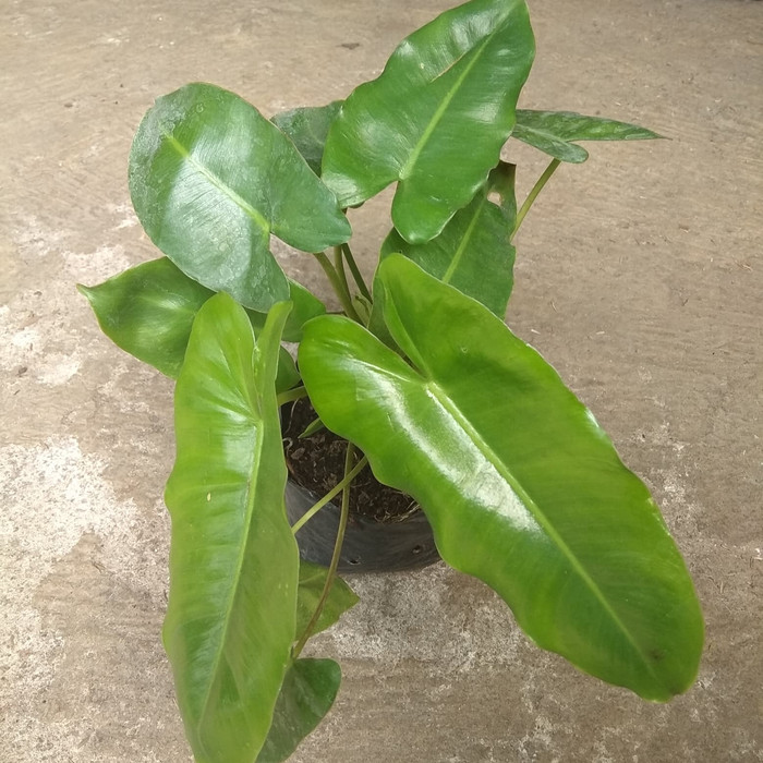 Tanaman Philo Minyak Keladi Minyak Lazada Indonesia