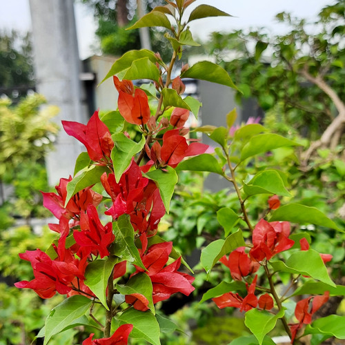 Qiz sorishga majbur boladi, lekin u xohlamaydi. Rus pornosi: tor mini yubka kiygan eski sexy ayollar