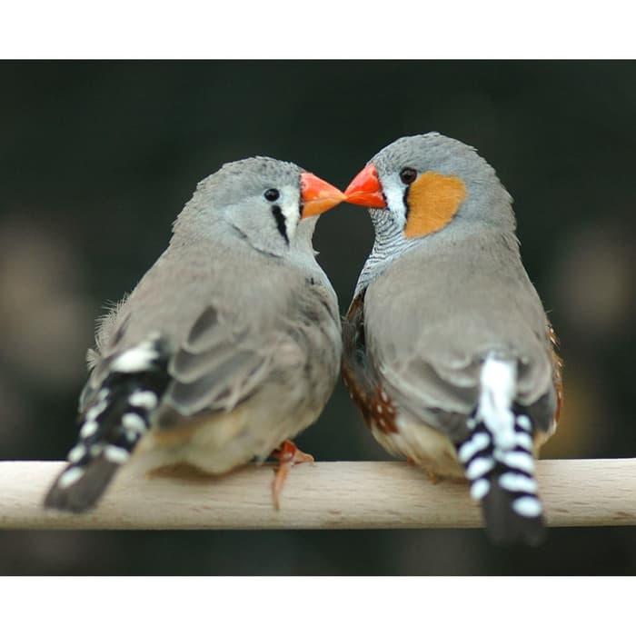 Burung Pipit Emprit Zebra Finch Sepasang Lazada Indonesia
