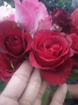 Tanaman Bunga Mawar Hidup Dan Berbunga Lazada Indonesia