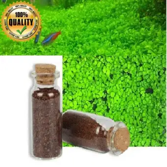 Biji Benih Tanaman Rumput Air Akuarium Aquascape Jenis Karpet 3ml