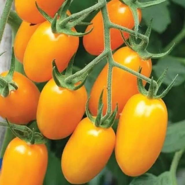 kedai-benih-bibit-buah-tomat-kurma-plum-kuning-10-biji-lazada-indonesia