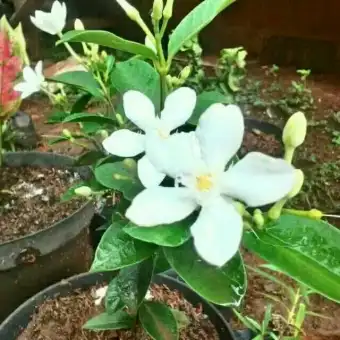 Tanaman Bunga Melati Jasmine Pohon Melati Jasmin Lazada Indonesia