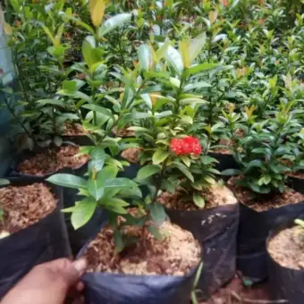 Tanaman Hias Bunga Asoka Jepang Bunga Asoka Jepang Merah Lazada Indonesia