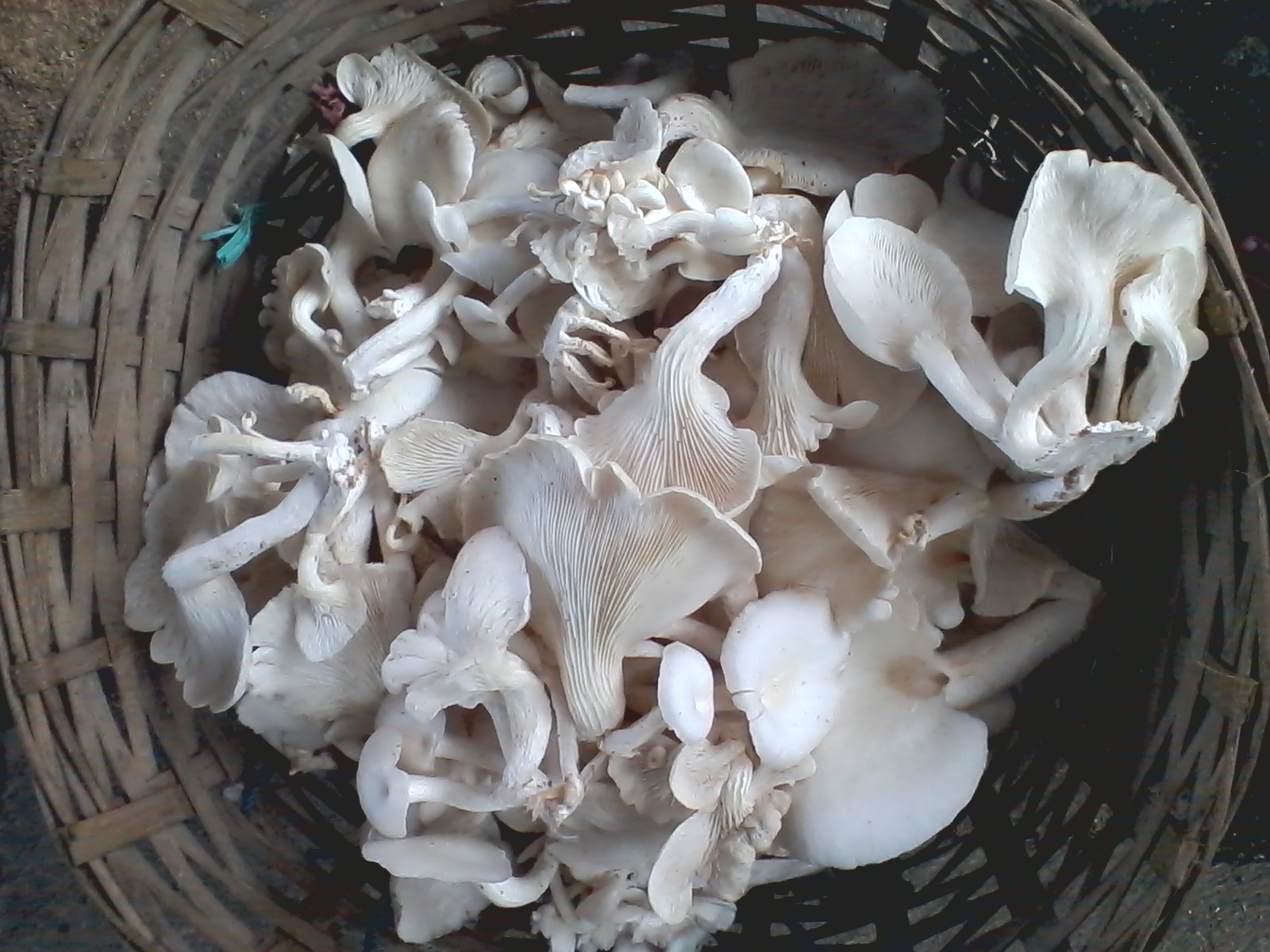 Tumbuhan Jamur Tiram Putih Baglog Jamur Tiram Cokelat Siap Panen