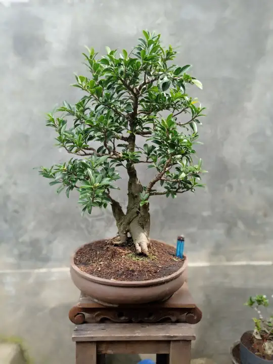 Bonsai Beringin Elegan Harga Murah Lazada Indonesia