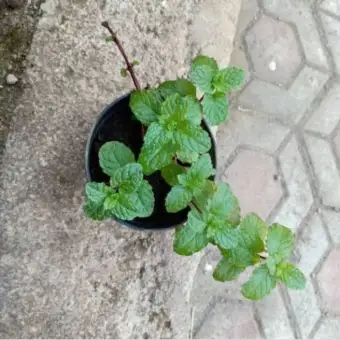 View Tanaman Hias Gantung Daun Mint Pictures