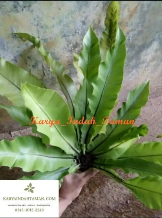 Tanaman Hias Kadaka Pakis Sarang Burung Lazada Indonesia