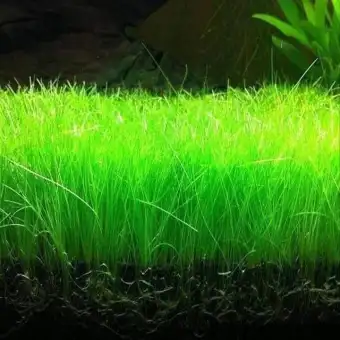 Hairy Grass Benih Tanaman Air Untuk Aquascape Aquarium Lazada