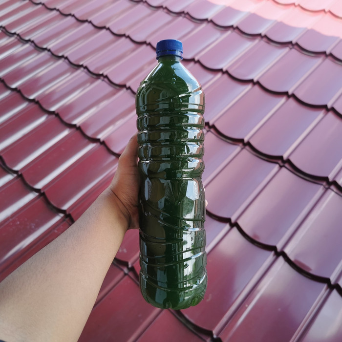 Murah Chlorella Kultur 1 5 Liter Makanan Daphnia Magna Dan Kutu Air Lazada Indonesia