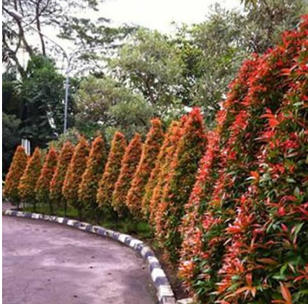 pohon pucuk merah / bibit tanaman hias pucuk merah | Lazada Indonesia