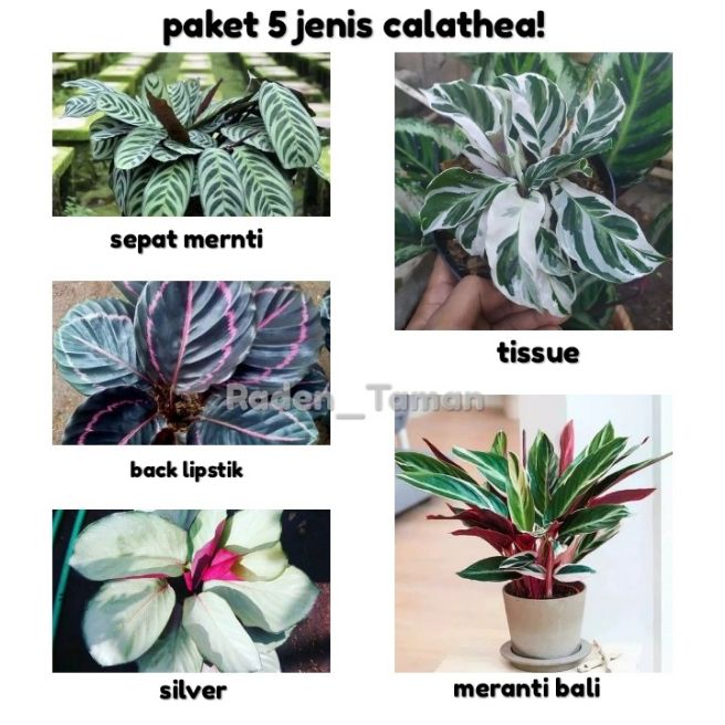 Paket Hemat 5 Jenis Tanaman Hias Calathea Tanaman Hias Hidup Indoor Lazada Indonesia