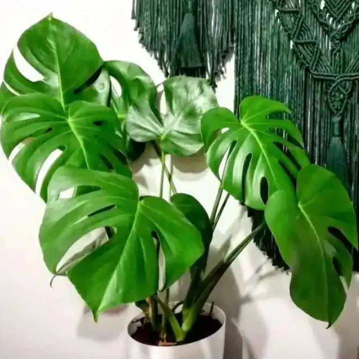 Tanaman Hias Monstera Deliciosa Tanaman Monstera Monstera Deliciosa Lazada Indonesia