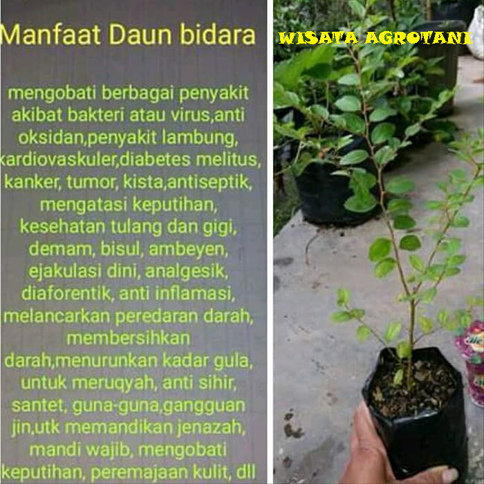 Bidara Arab Super Pohon Tinggi Batang Besar Wisata Agrotani Lazada Indonesia