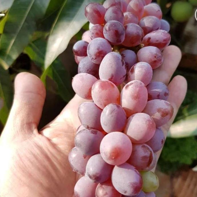 bibit anggur jupiter seedless unggulan