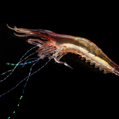 18 Cm 8g Umpan Pancing Buatan Bionik Udang Umpan Lembut Fishing With Kait Noctilucent Bercahaya Cahaya Malam Manik Merah -Internasional