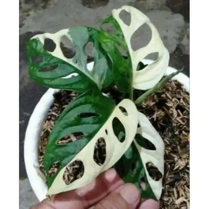 Diskon Bonggol Janda Bolong Varigata Albino Lazada Indonesia