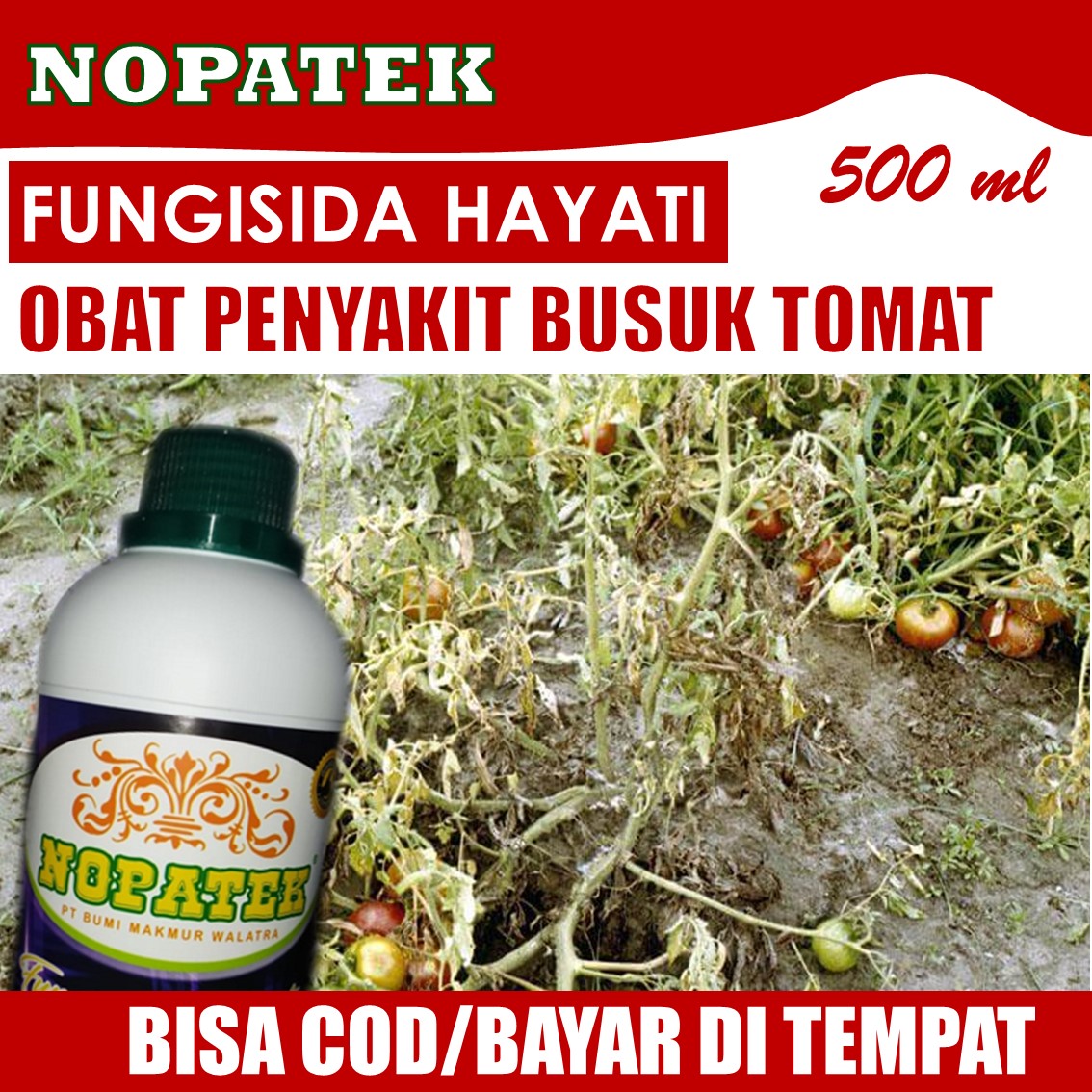 PUPUK PENYAKIT Layu Daun Tomat NOPATEK - Obat Busuk Daun Dan Buah Tomat ...