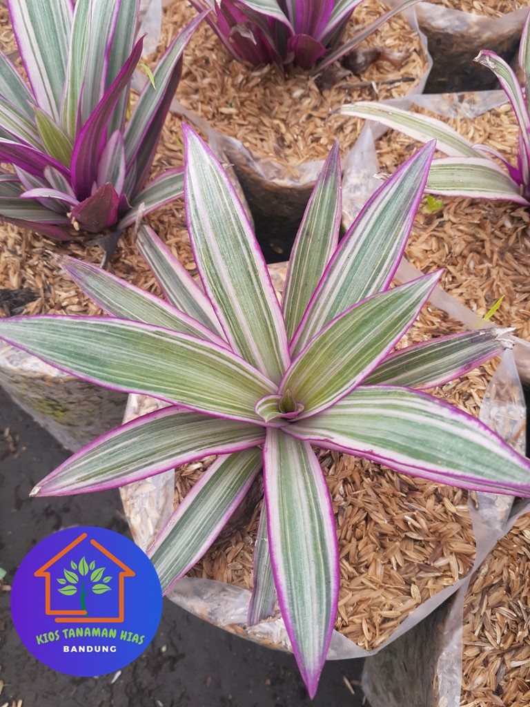 COD Tanaman hias nanas nanasan Tradescantia spathacea adam hawa ...