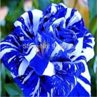 Isi 25 Butir Benih Bunga Mawar Biru Bergaris Blue Strip Rose Lazada Indonesia