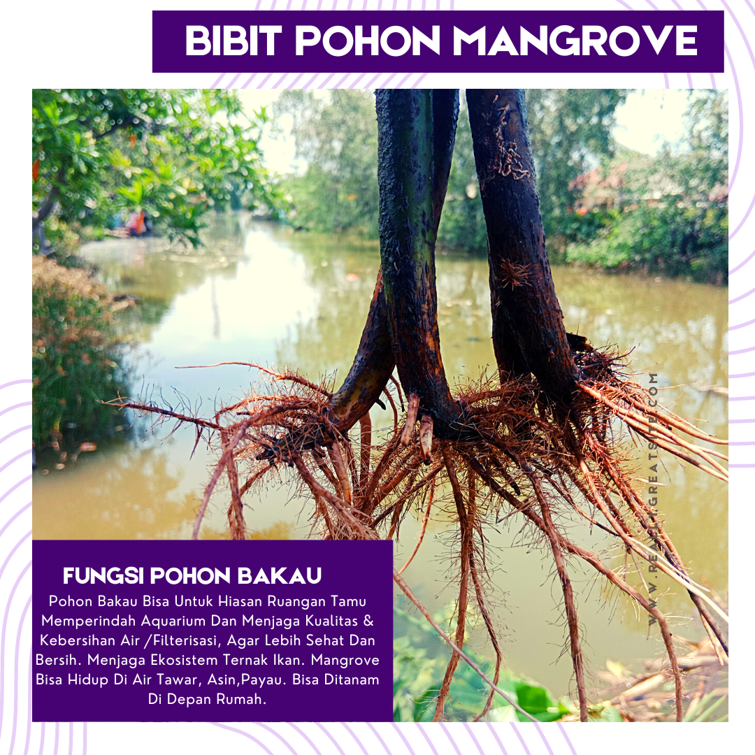 Pohon Bakau Atau Bibit Mangrove Siap Tanam Sudah Berdaun Dan Berakar Bagus Untuk Tanaman 0073