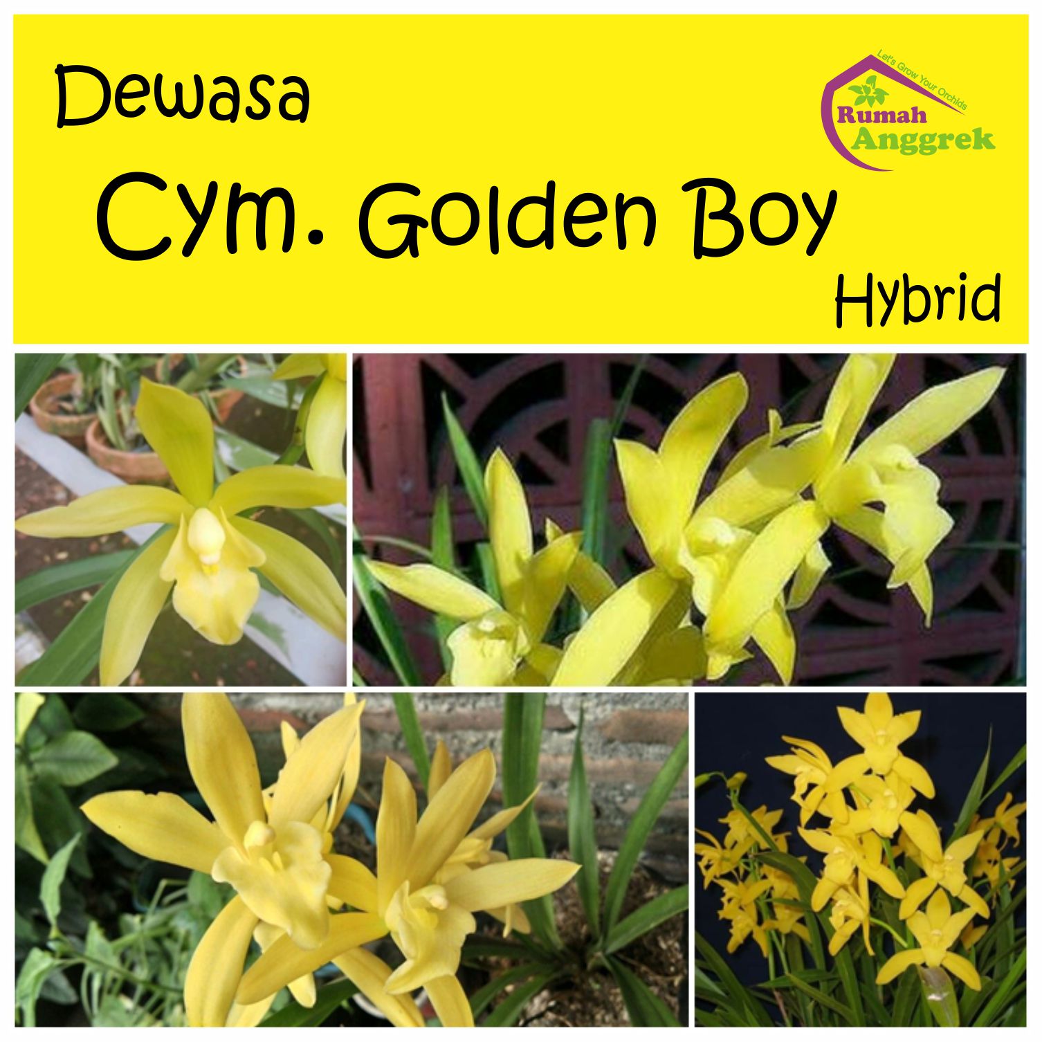 Cymbidium Golden Boy dewasa anggrek bawang elf cimbidium cym kuning